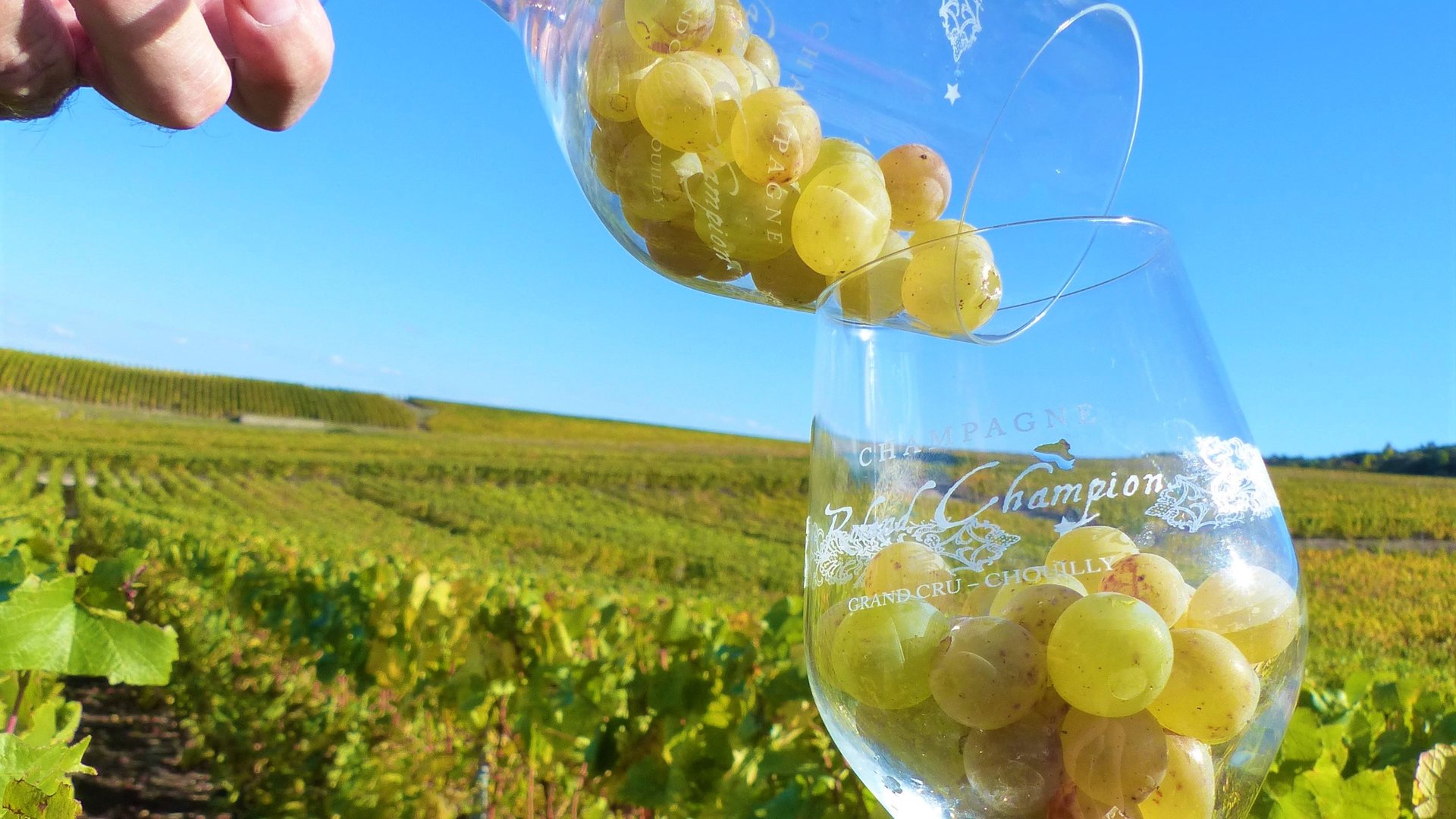 Verres Roland Champion remplis de raisins, devant les vignes du Grand Cru de Chouilly